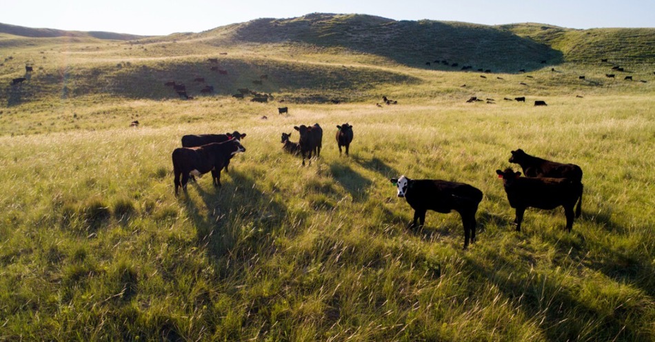 Federal payments, cattle prices push Nebraska farm income higher in 2025