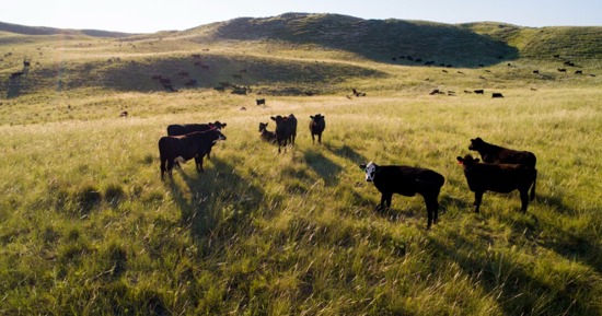Cattle stand in a field between Tryon and Arthur, Nebraska, in this file photo. Livestock receipts in the state are projected to increase by 16% to $3.22 billion in 2025, according to the latest projections from the University of Nebraska–Lincoln and the University of Missouri. (Craig Chandler/University Communication and Marketing)