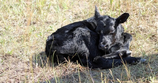 Calving College Series Returns in 2026 With Expanded Webinar and Hands-On Learning Opportunities