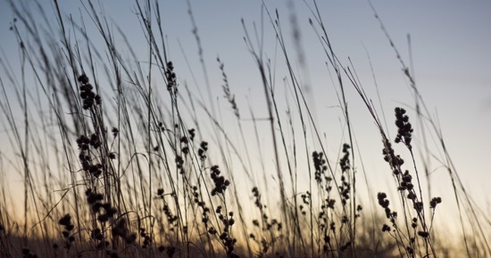 Courtesy/Nebraska Game and Parks. Grazing land