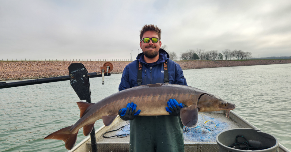Rare Lake Sturgeon Made 681-Mile Swim