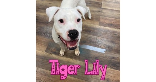 CNHS Featured Tiger Lilly for Adoption