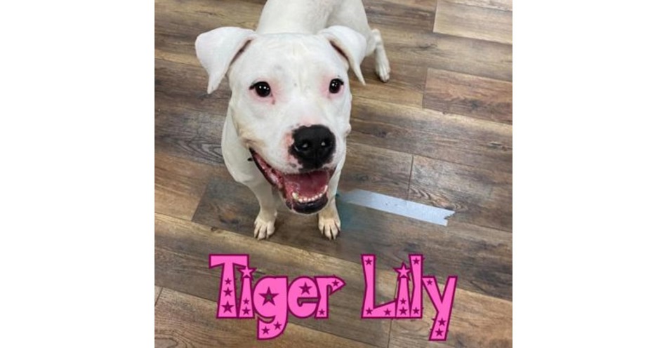 CNHS Featured Tiger Lilly for Adoption