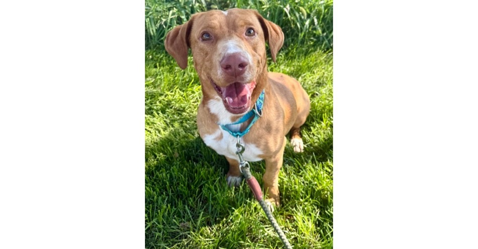 CNHS Features Happy for Adoption