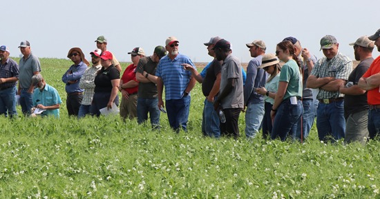 Growers listen and discuss field peas at the 2023 High Plains Ag Field Day. Photo by Chabella Guzman   
