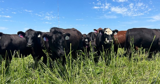 Cattle graze annual forages. Photo by Mary Drewnoski
